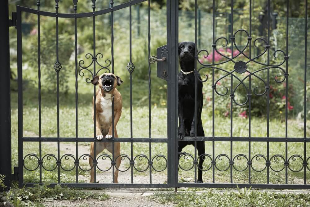 malcha mahal guard dog