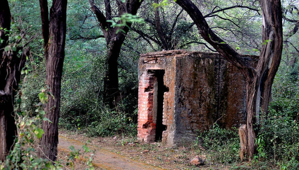 malcha mahal forest