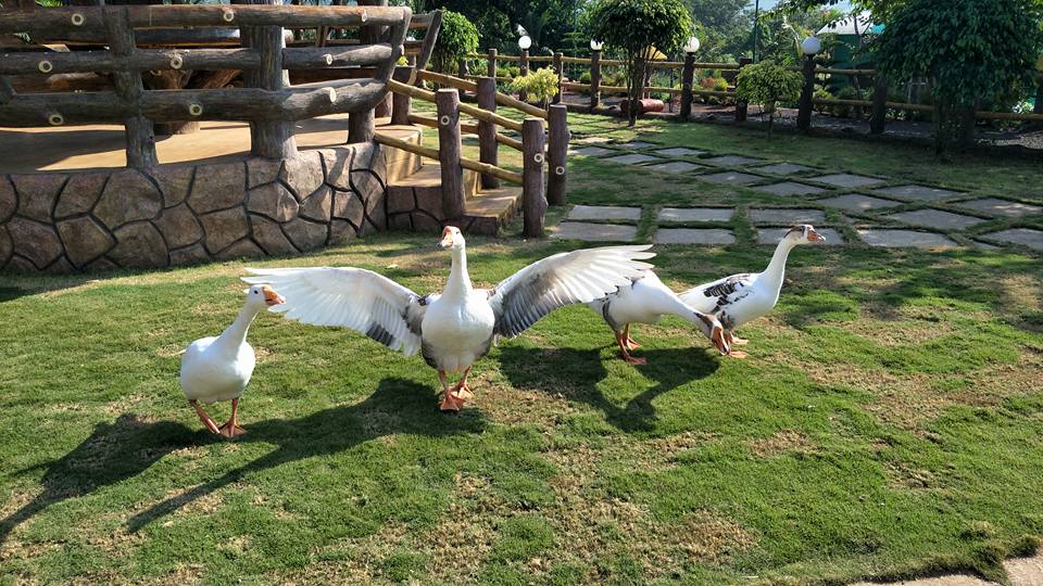 Ducks in Chandoli National Park