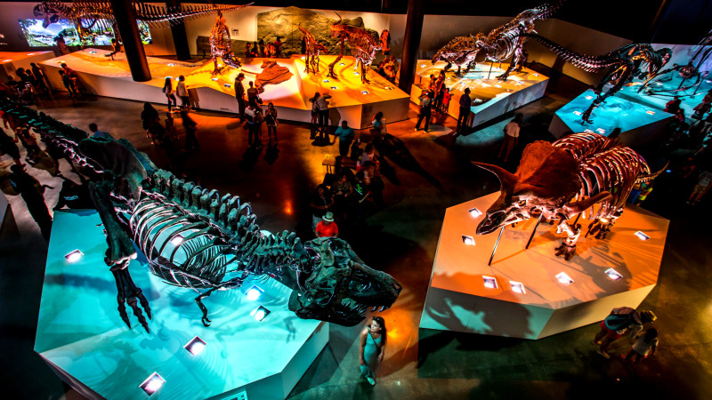 Houston Museum of Natural Science at After Dark