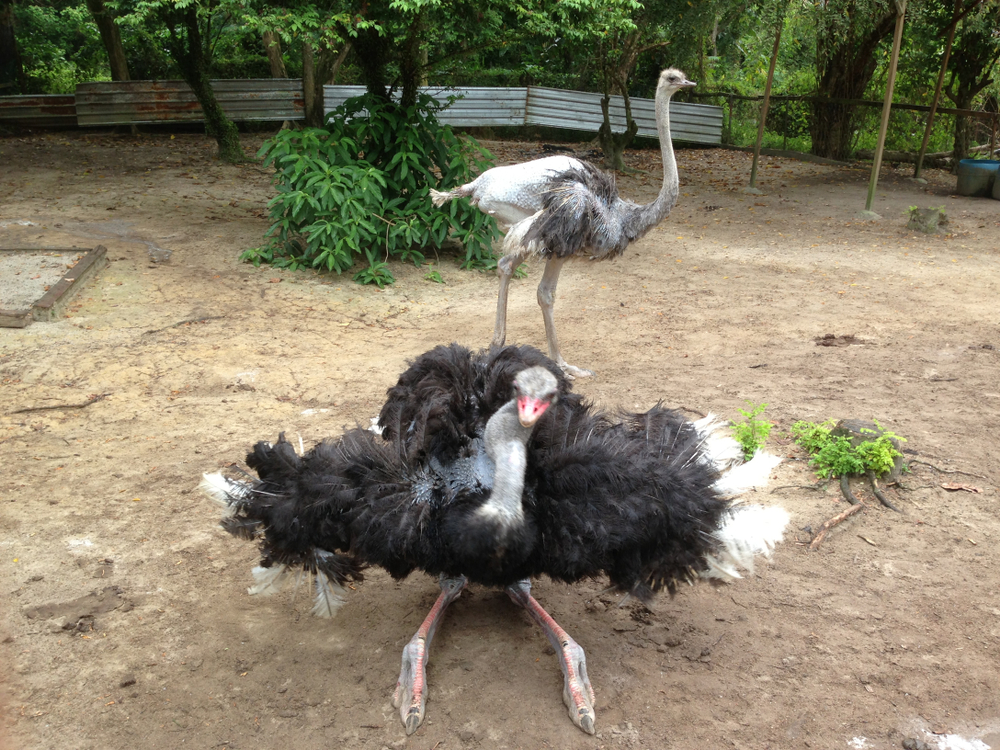 Ostrich Farm, things to do in port dickson